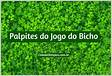 Palpites do Jogo do Bicho de Hoje